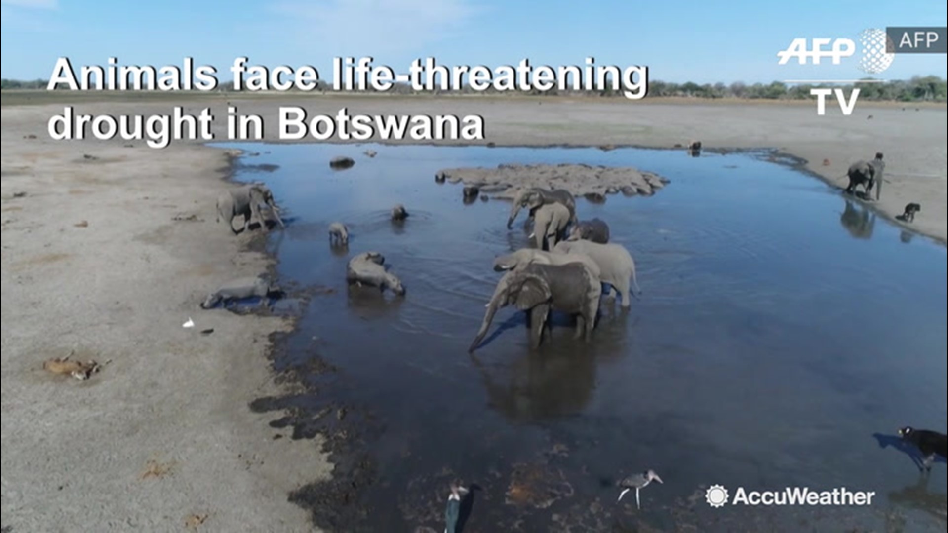 Animals in Botswana are struggling to find adequate amounts of water as a drought continues to impact the region. The lack of moisture has forced everything from cattle to elephants to compete for water.