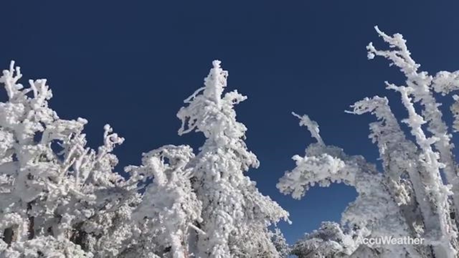 Reed Timmer captured  thick, rime coated pine trees in front of a bright blue sky. This video was filmed last week at Sierra Crest.