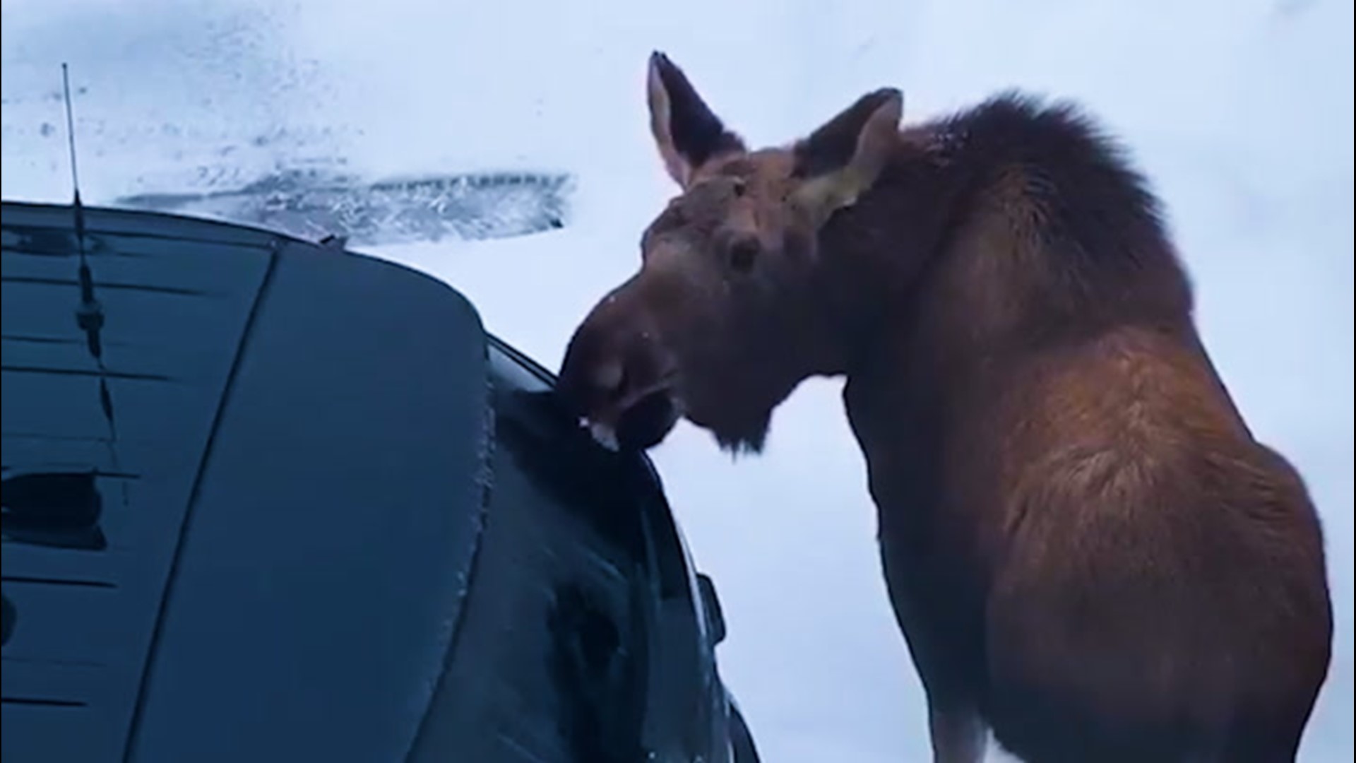 On Feb. 18, a moose started 'washing' a police officer's car in Anchorage, Alaska.