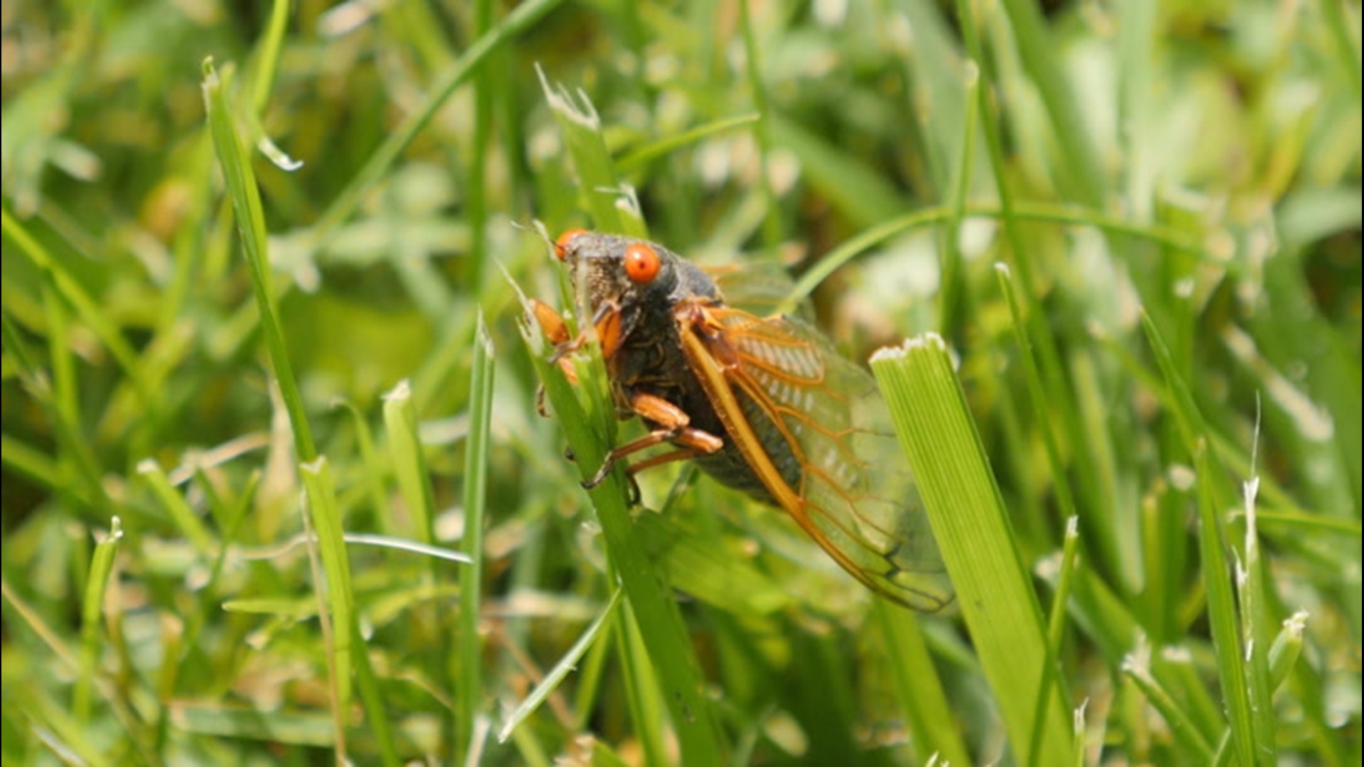 Following a 17-year period of underground development, periodical cicadas have emerged in parts of the Virginias and North Carolina.