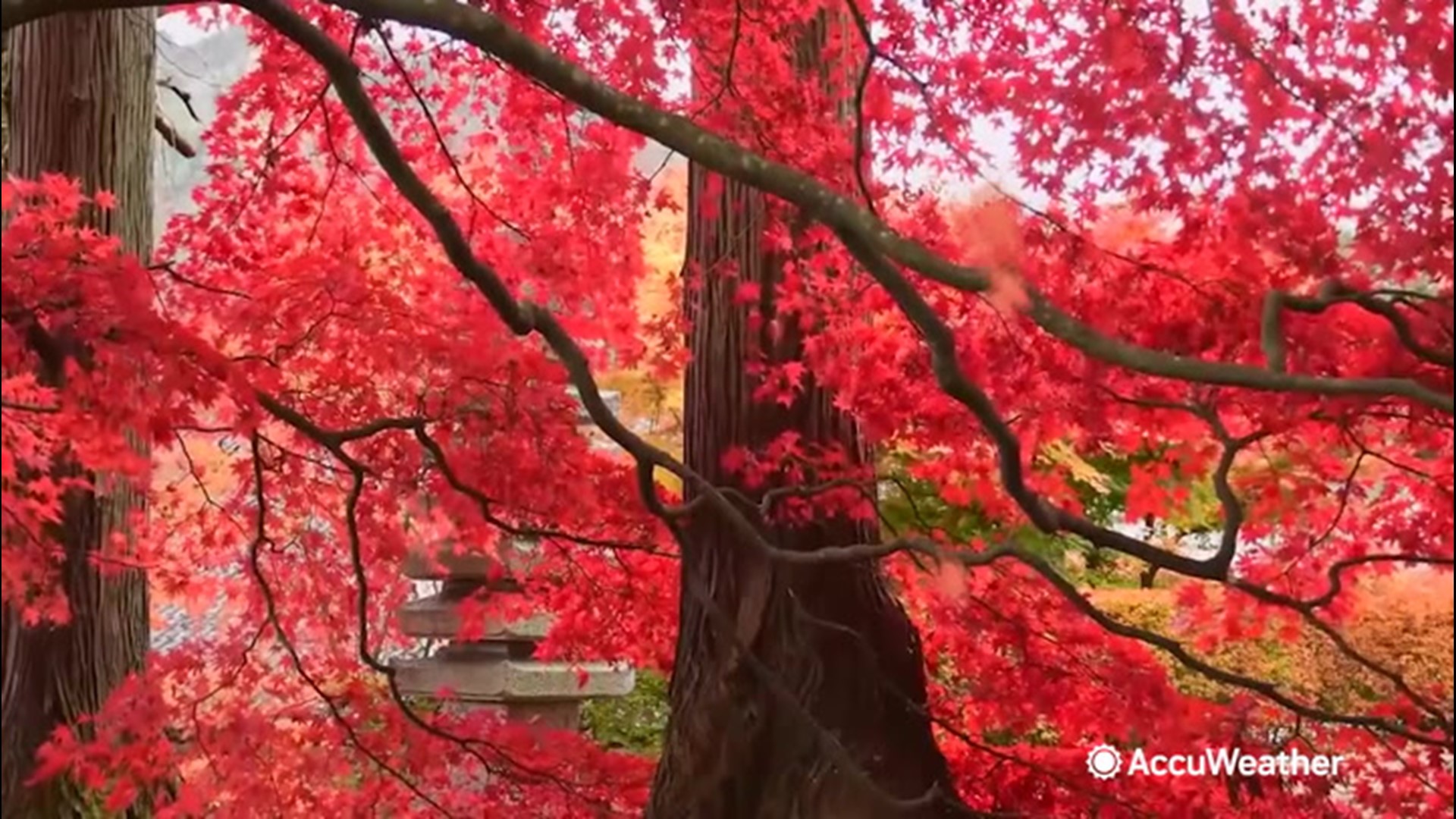 The changing fall leaves can provide an enjoyable outdoor experience. Dexter Henry looks into the northeast forecast for leaf peeping.