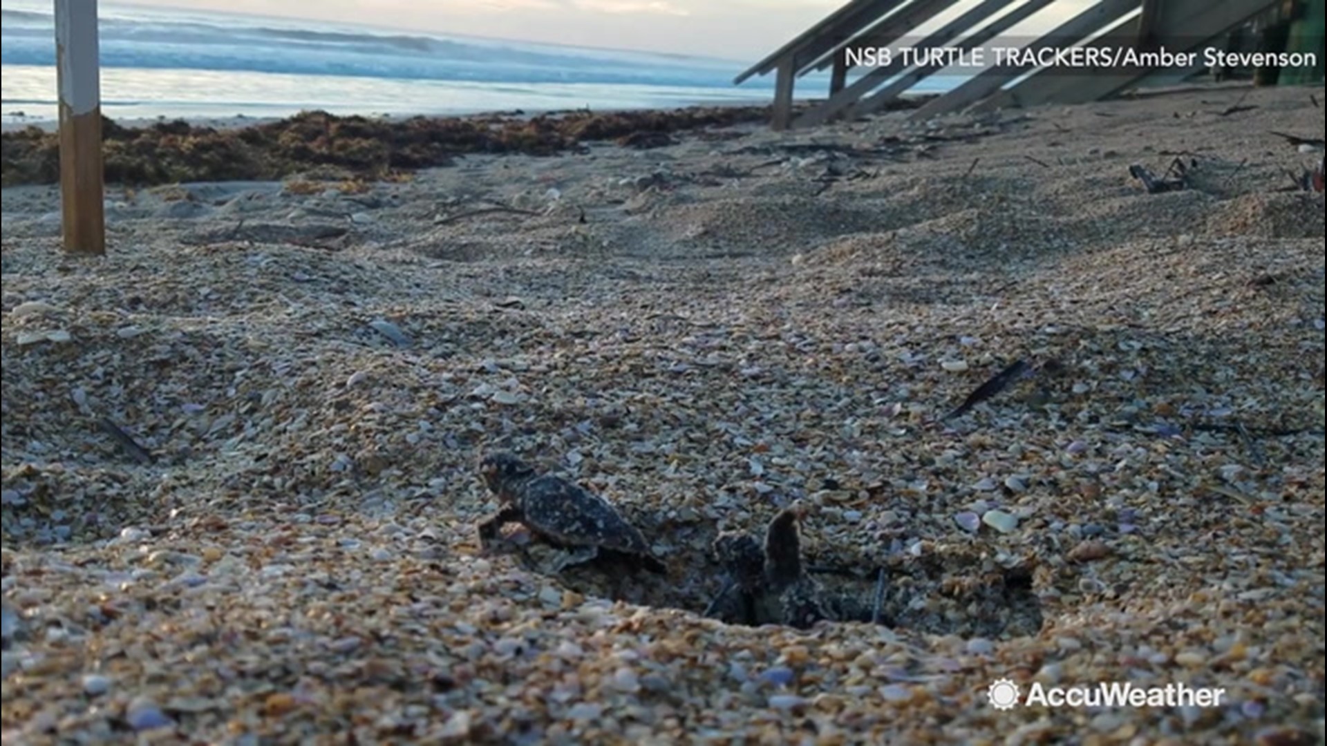 Bill Wadell Checks In On The Turtle Nests Newscentermaine Com