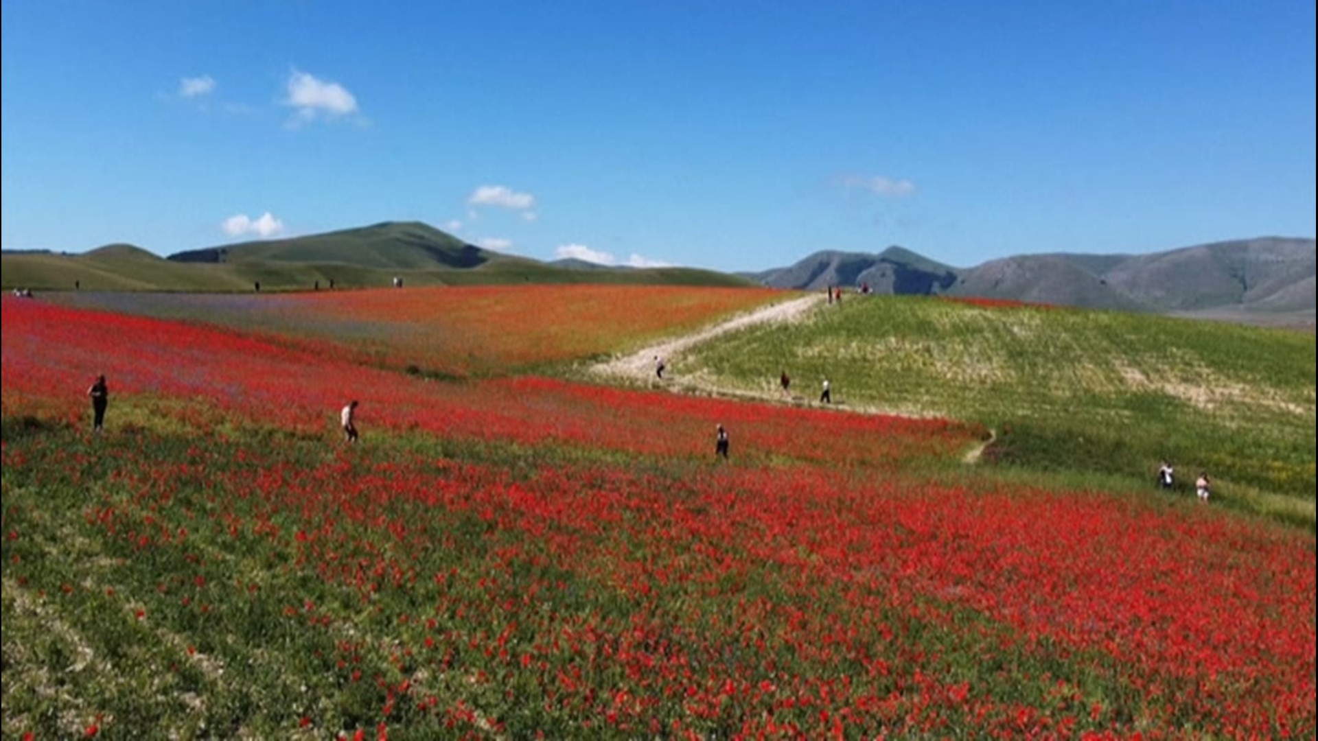 A drone captured stunning footage of lentil fields blooming in Castelluccio, Italy, on July 8. The fields are blooming in a variety of vibrant colors.