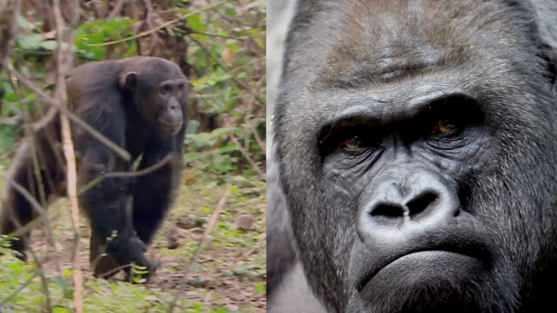 Interspecies Primate War Has Been Observed in the Wild For the First Time | newscentermaine.com