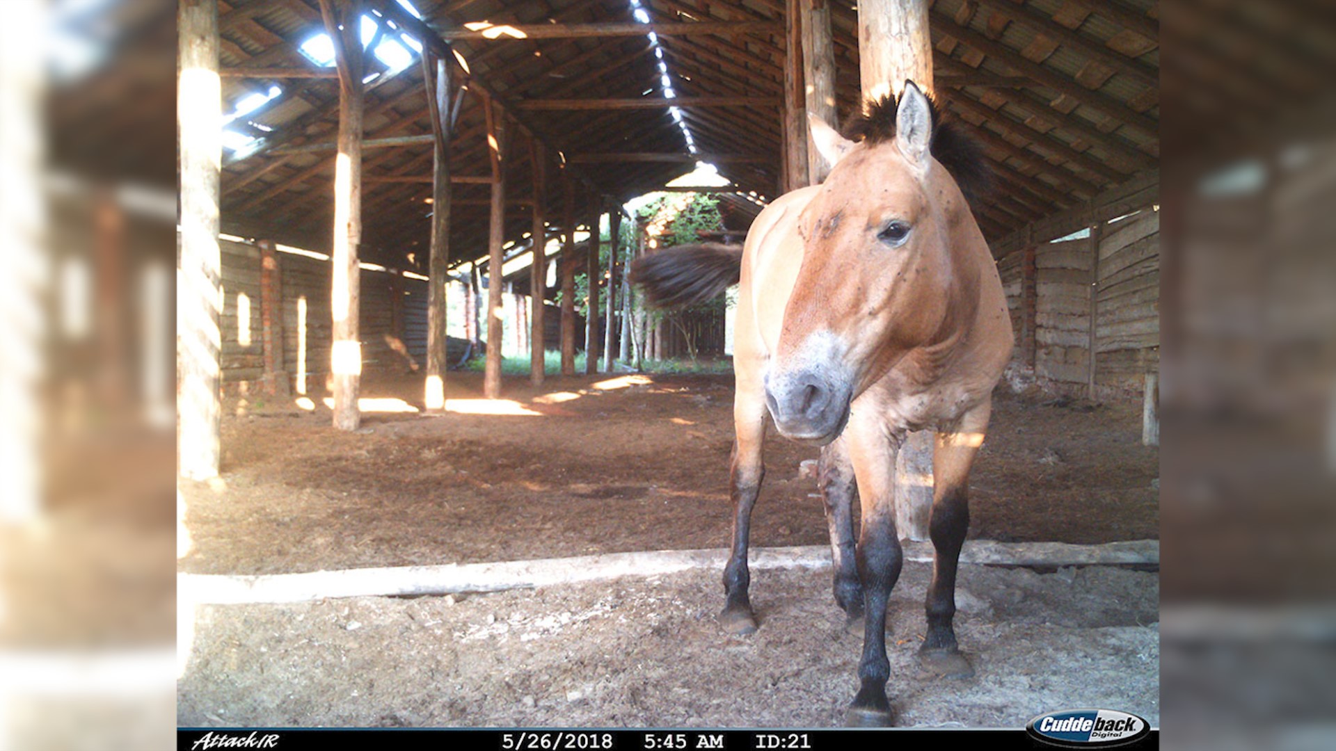 Rare Horses Caught on Camera in Chernobyl Exclusion Zone