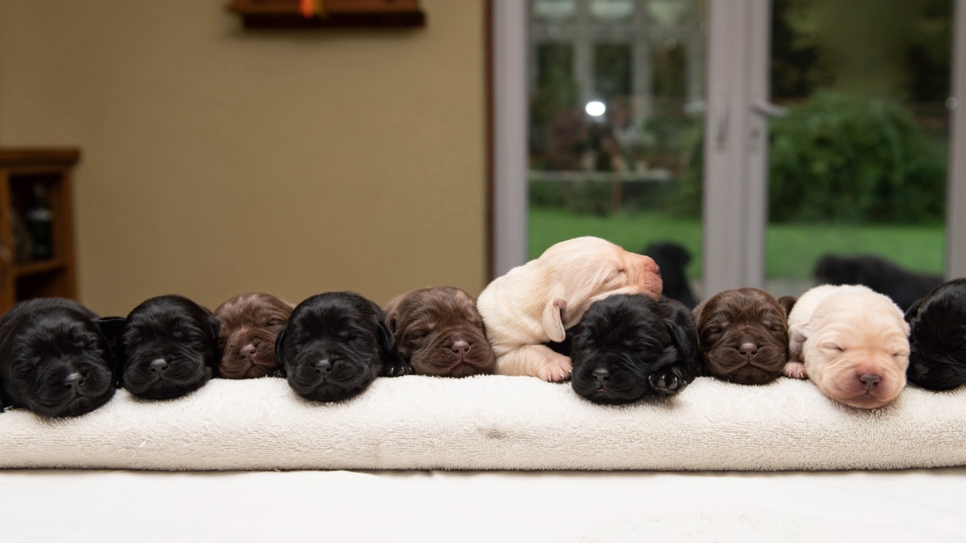 how many puppies are born in a norwegian lundehund litter