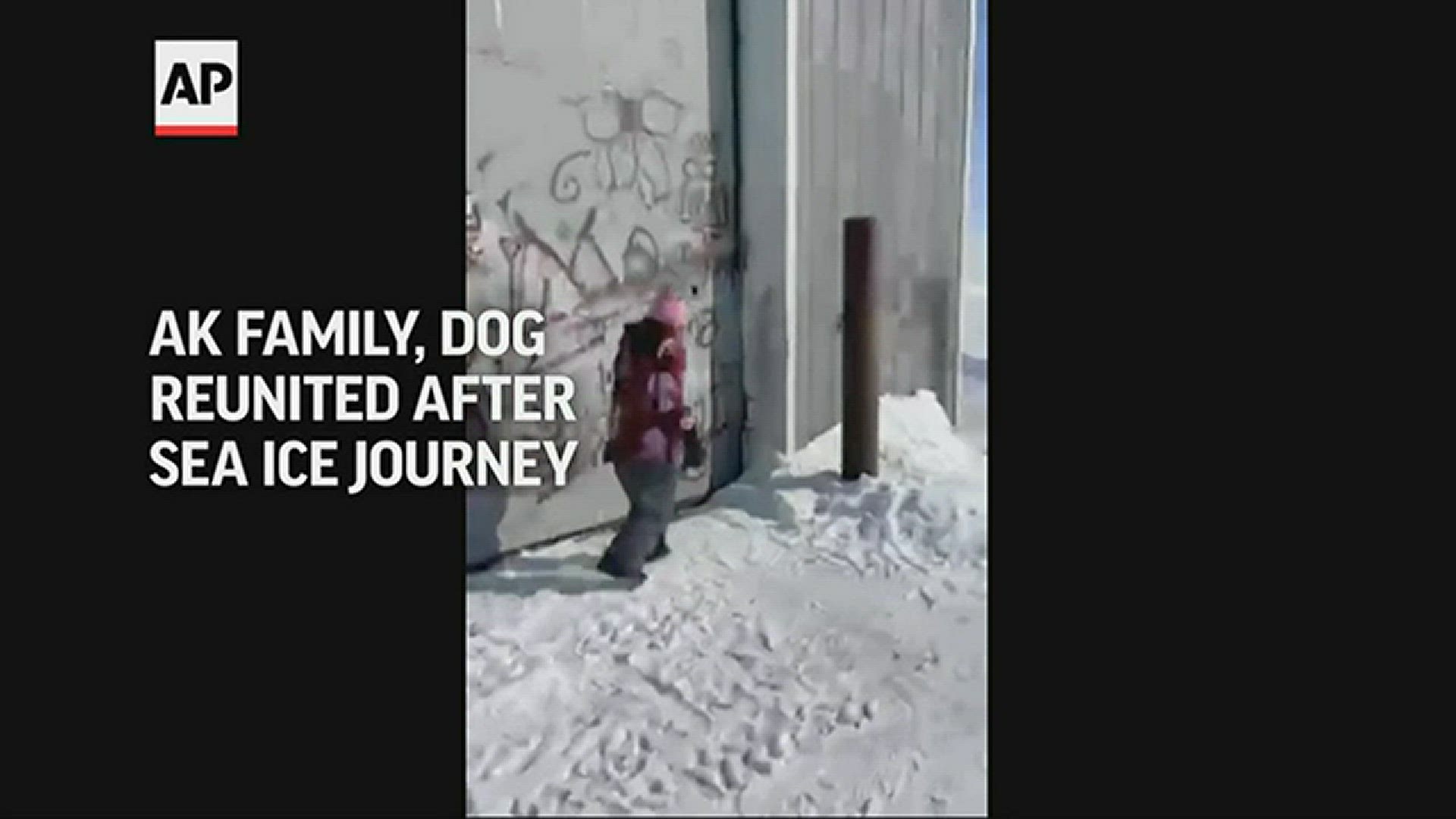 A 1-year-old Australian shepherd took an epic trek across 150 miles of frozen Bering Sea ice before being safely returned to his home in Alaska.