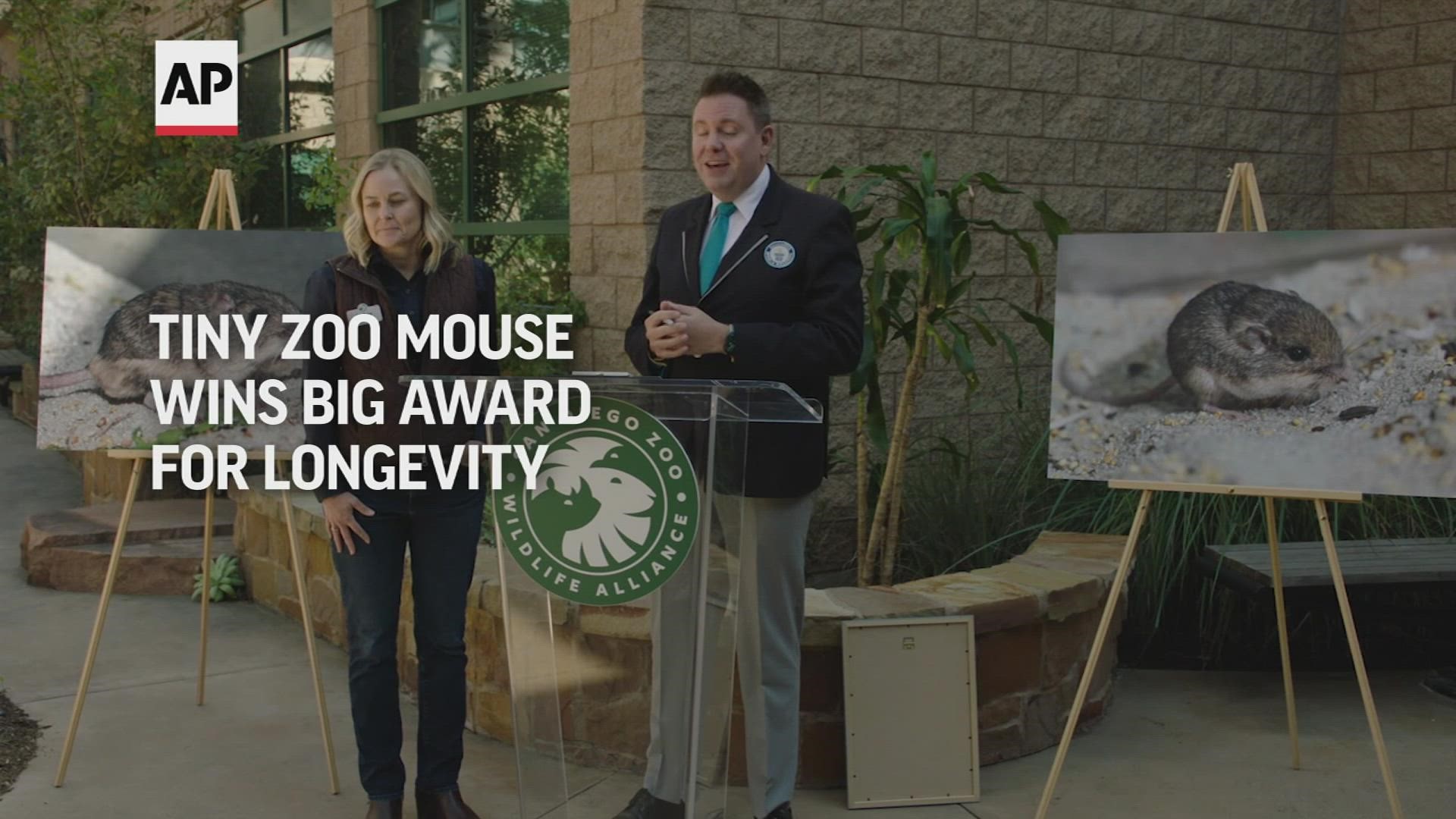 1466 Example Oldest mouse? San Diego zoo mouse gets Guinness World Record ...