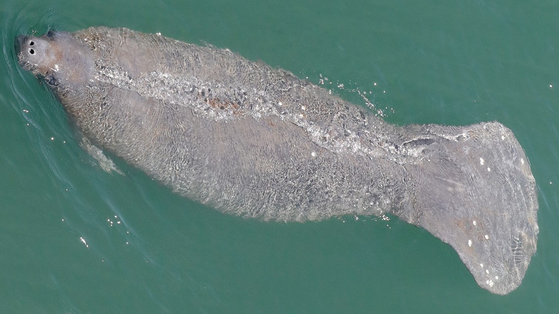 Florida manatees dying at record levels | newscentermaine.com - Vimarsana News