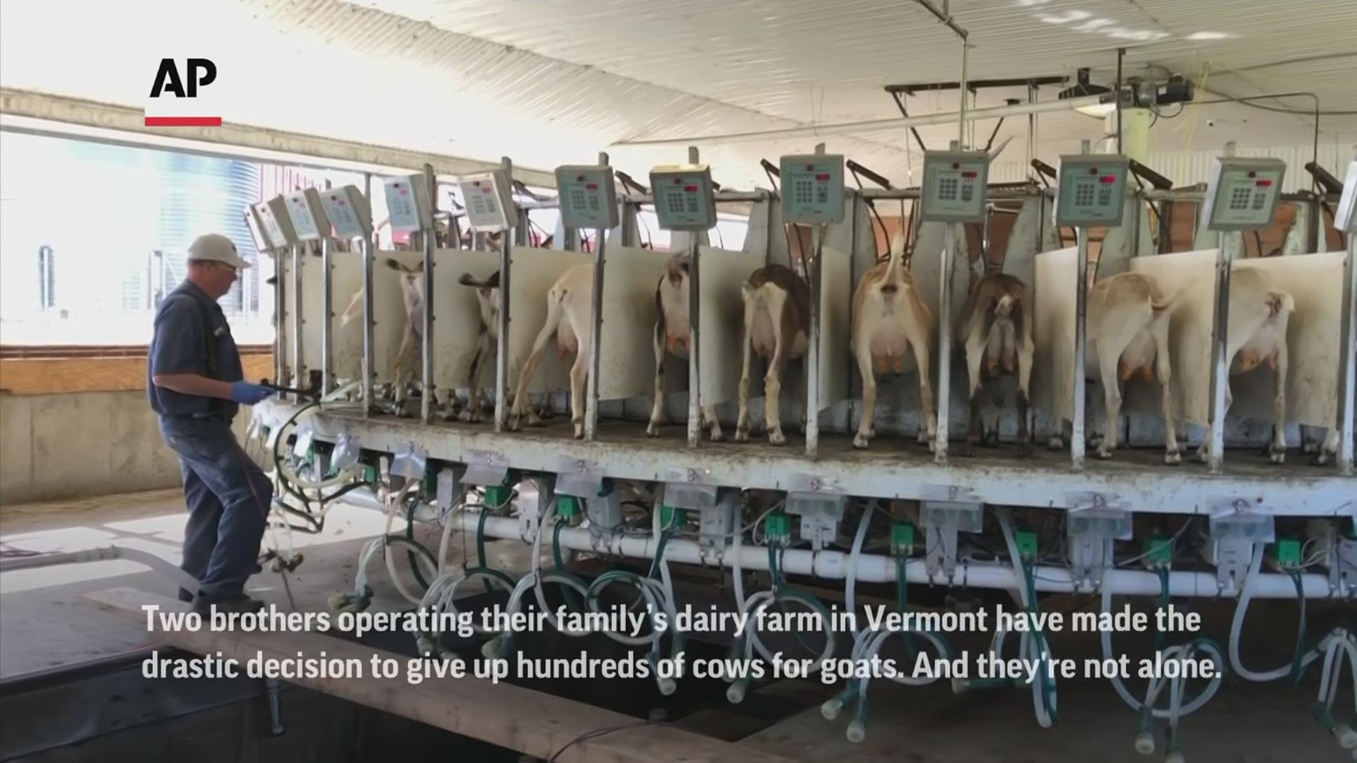 Two brothers operating their family’s dairy farm in Vermont made the drastic decision to give up hundreds of cows for goats.