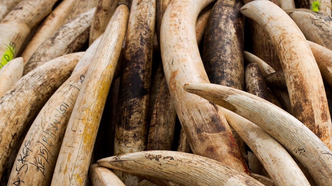 DNA analysis used to expose elephant poaching | newscentermaine.com - Vimarsana News