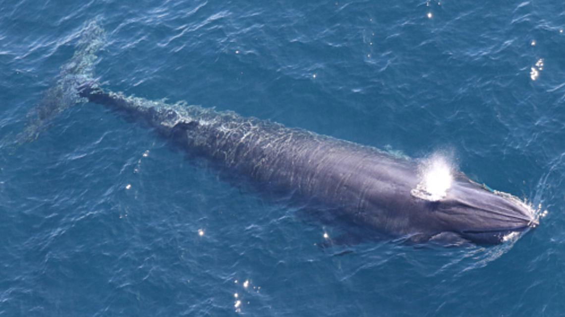 Endangered whale may be pushed to extinction by Trump's oil drilling plans, scientists warn