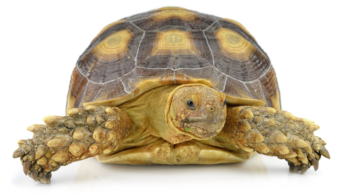Passenger, turtle survive after it flew through car windshield - Vimarsana News