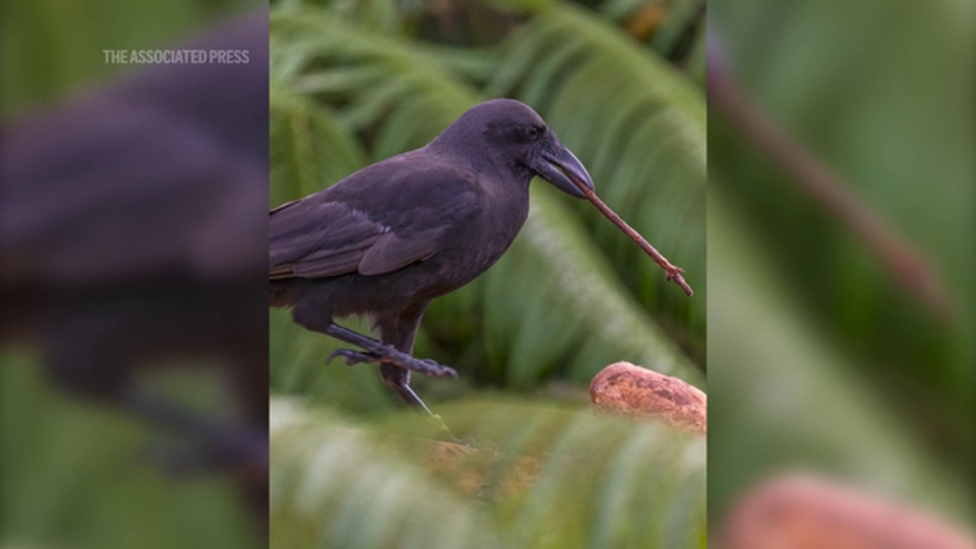 The ‘alalā, or Hawaiian crow, has been extinct in the wild since 2002 and is the last surviving species of Hawaiian crow.