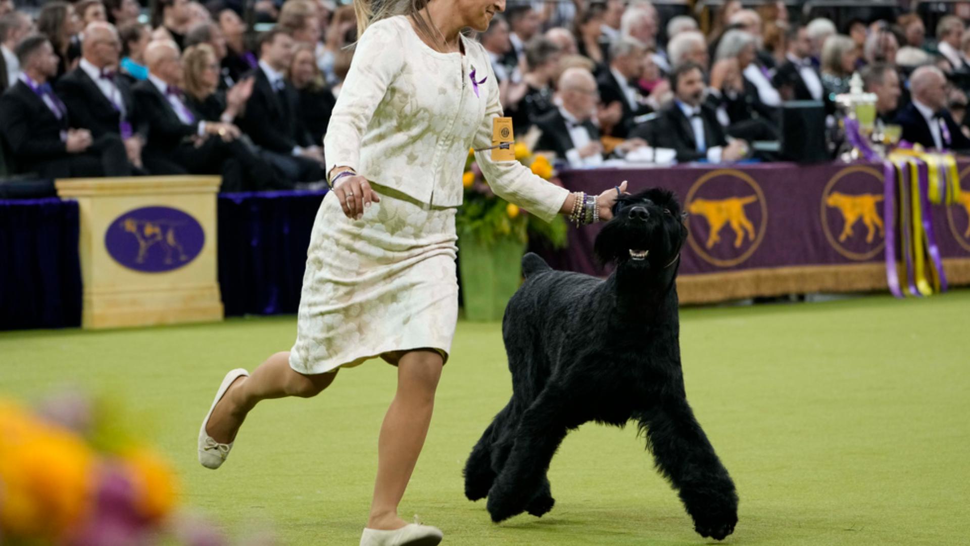 After coming close in the last two years, Monty the giant schnauzer won the top prize at the Westminster Kennel Club dog show Tuesday night. 