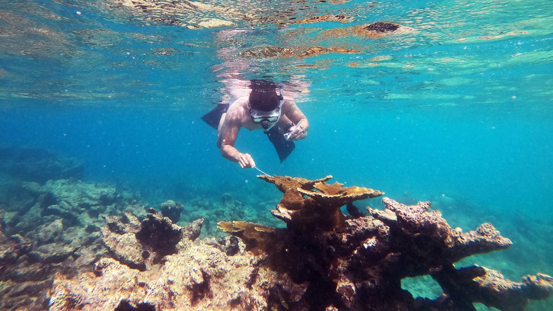 Scientists find source of sea urchin die-off | newscentermaine.com - Vimarsana News