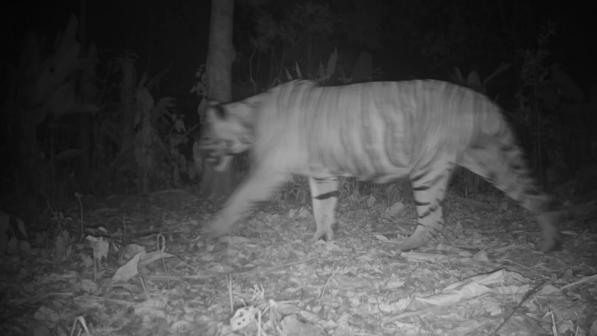 Tigers caught on video in western Thailand rekindle hope for recovery, News