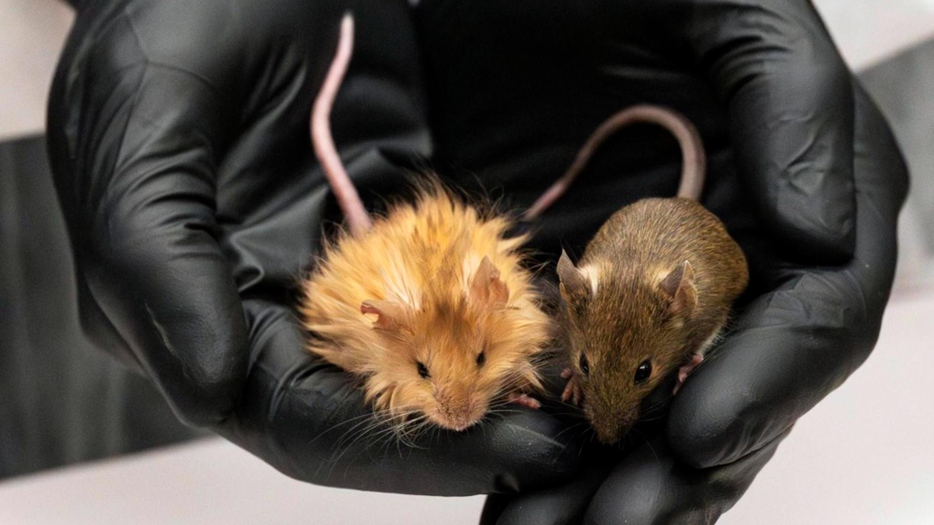 Scientists genetically engineer 'woolly mice' | newscentermaine.com