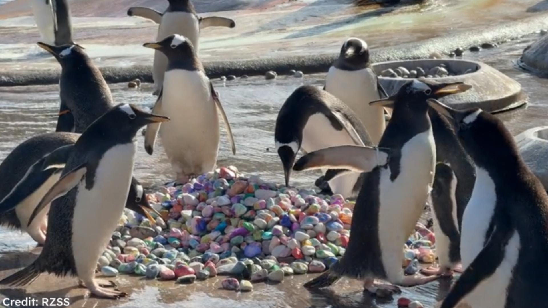 WATCH: Penguins pick courtship pebbles at Edinburgh Zoo as breeding ...