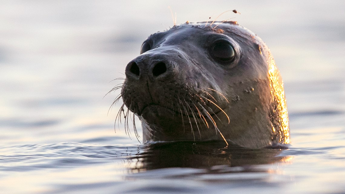 Unusual' seal deaths in Maine linked to avian flu