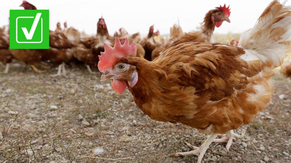 Bird flu drives free-range chickens indoors | newscentermaine.com - Vimarsana News