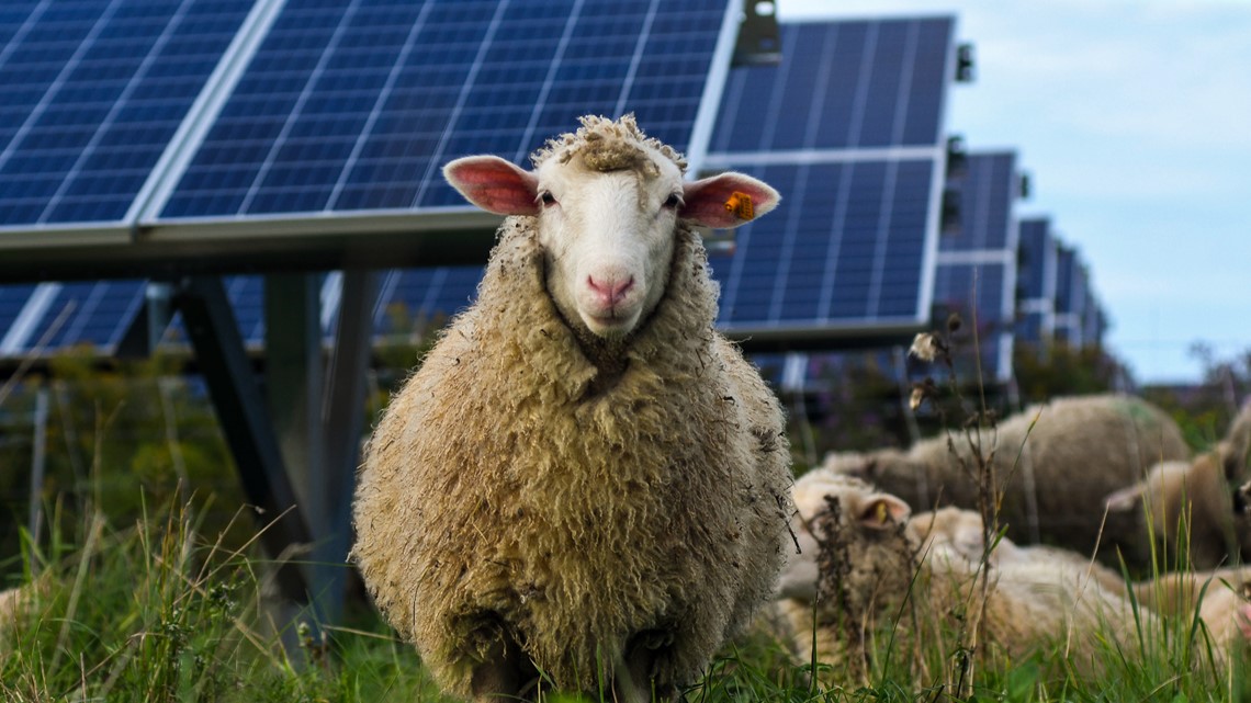 Farmers find alternative uses for solar farms | newscentermaine.com - Vimarsana News