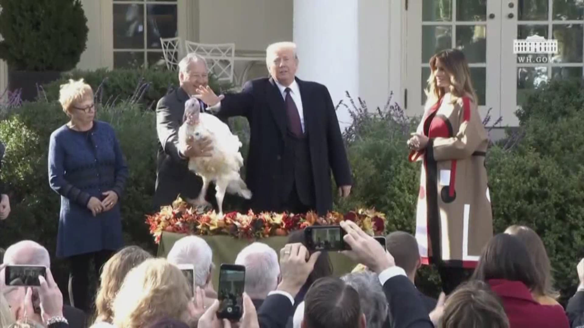 Trump's poultry pardon means that a 39-pound bird named Peas and a 41-pounder named Carrots - will get to live the rest of their lives at a Virginia farm.