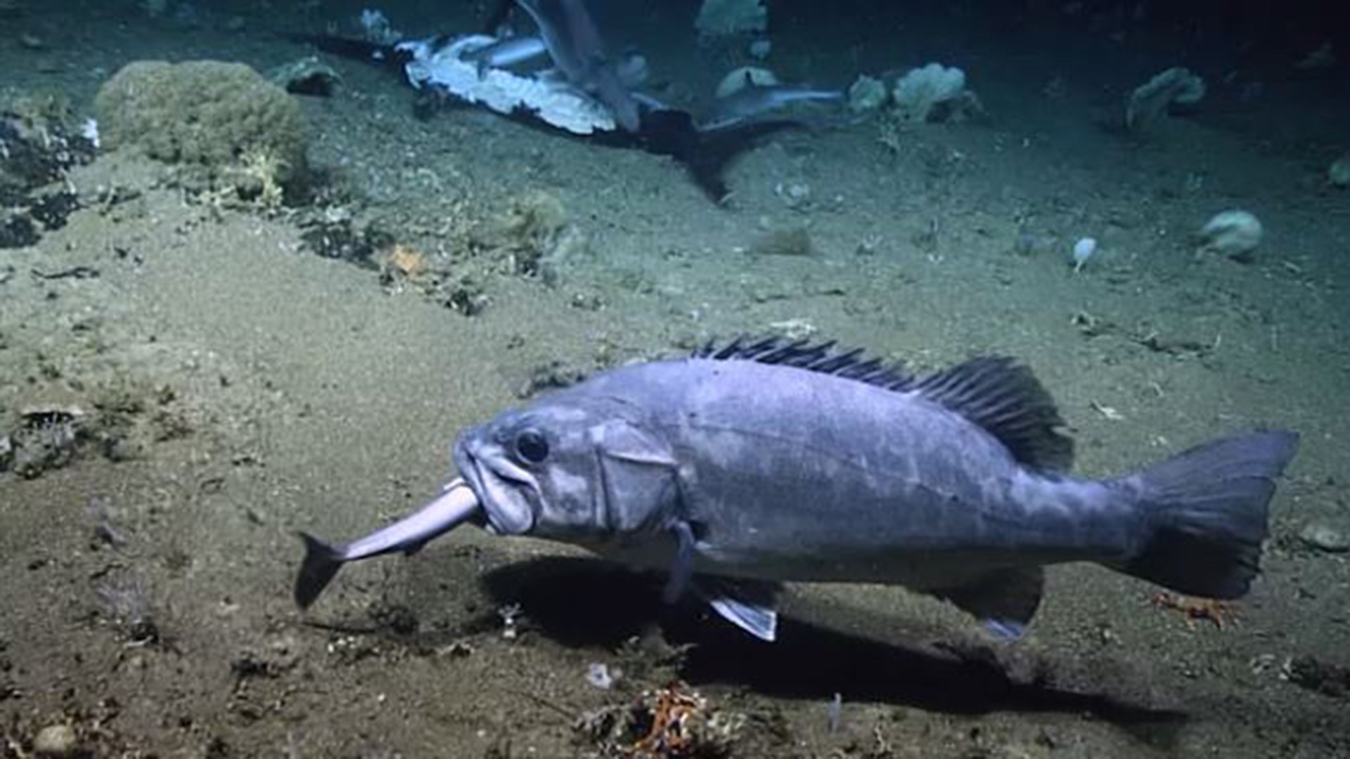 A NOAA remote submarine captured video of sharks eating a dead swordfish before one of the sharks was devoured by a wreckfish.