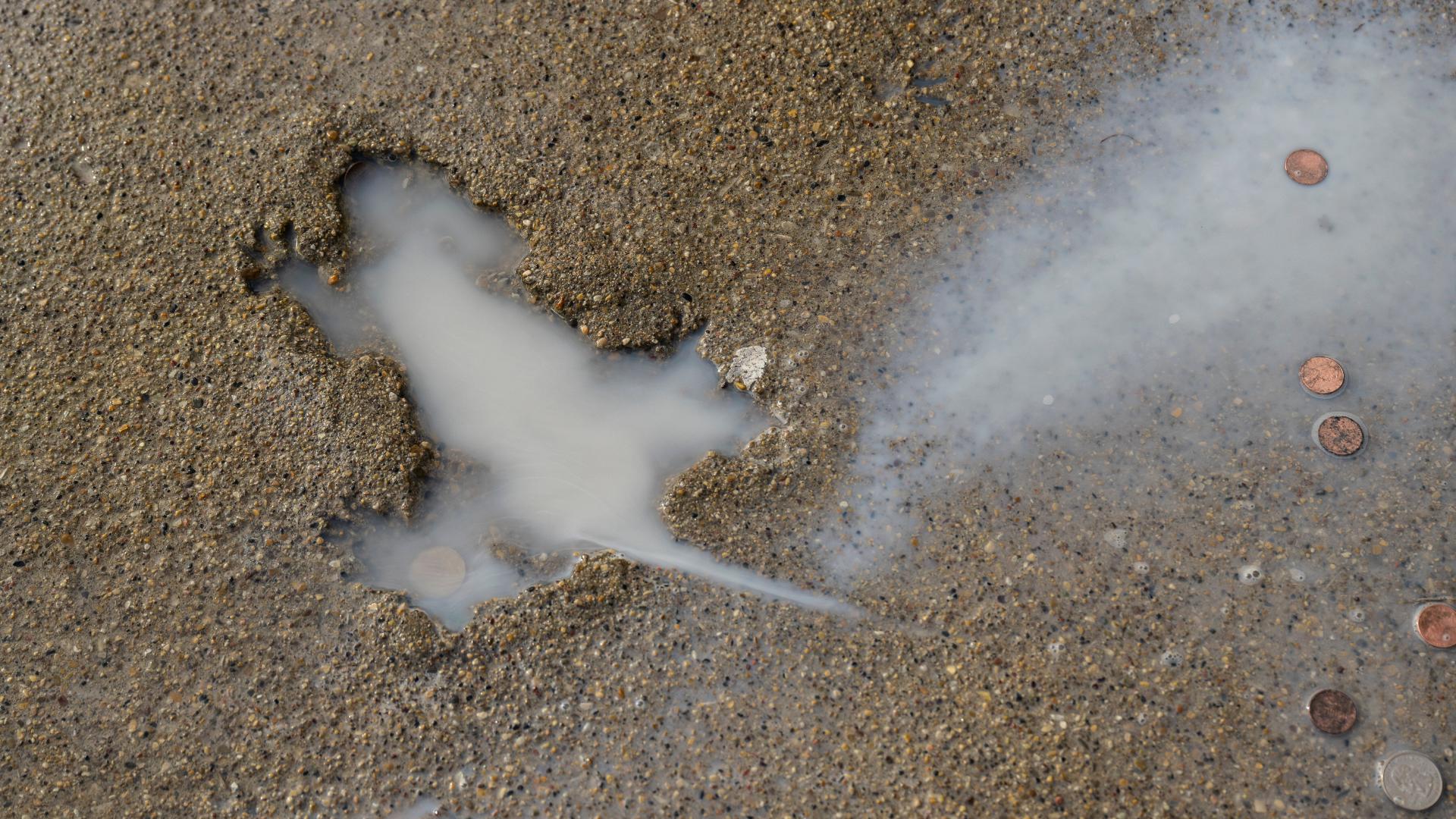 Chicago's 'rat hole' was likely created by squirrel, researchers say