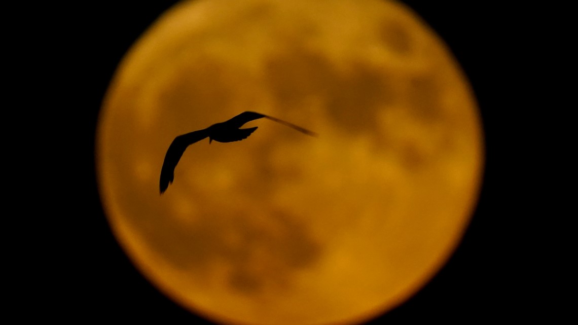 When are the August 2023 supermoons, including 'super blue moon