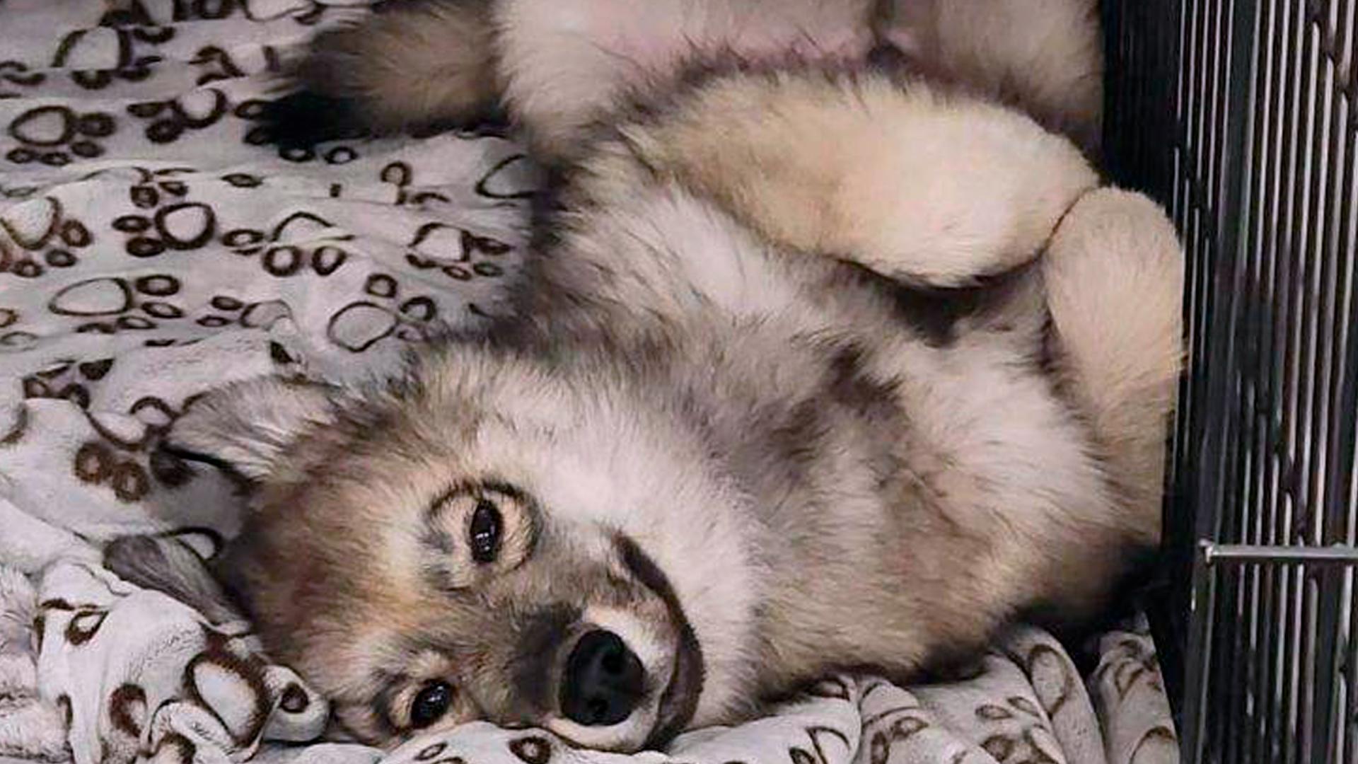Pet dog mistaken for a coyote shot and killed by officer ...