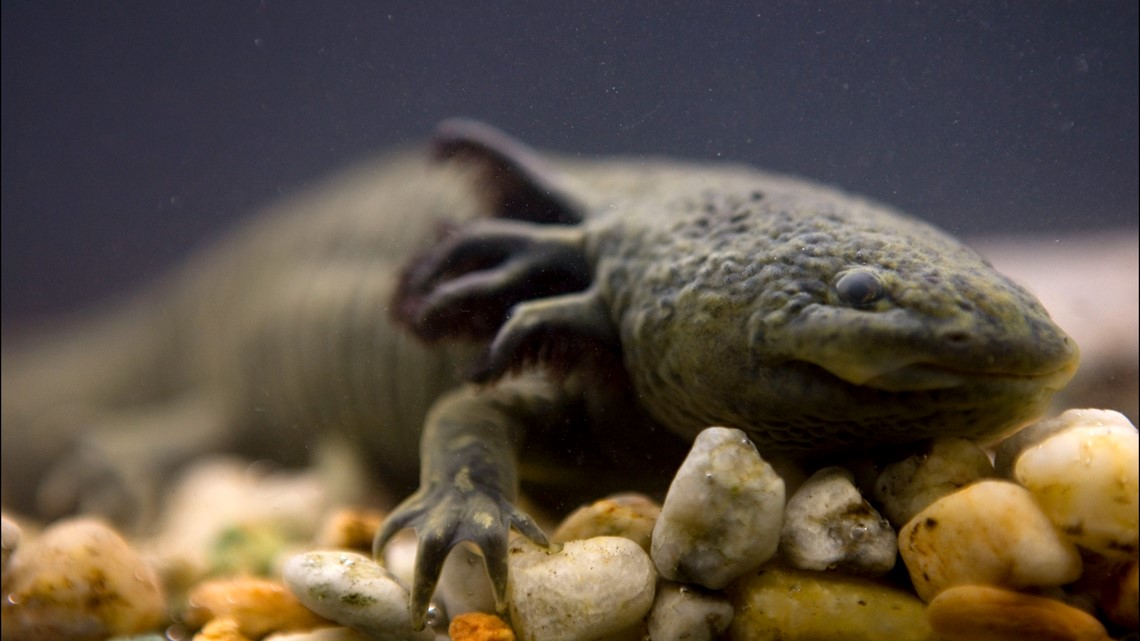 ‘Undertake an axolotl’ marketing campaign in Mexico goals to avoid wasting iconic species