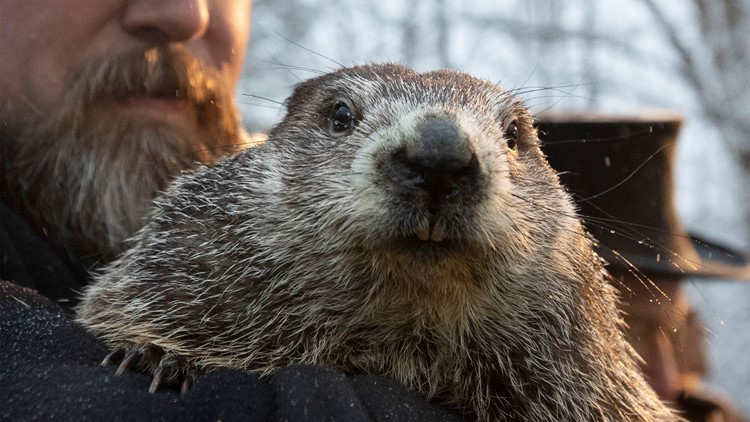 Groundhog Day 2023: How many times has Punxsutawney Phil seen his shadow?