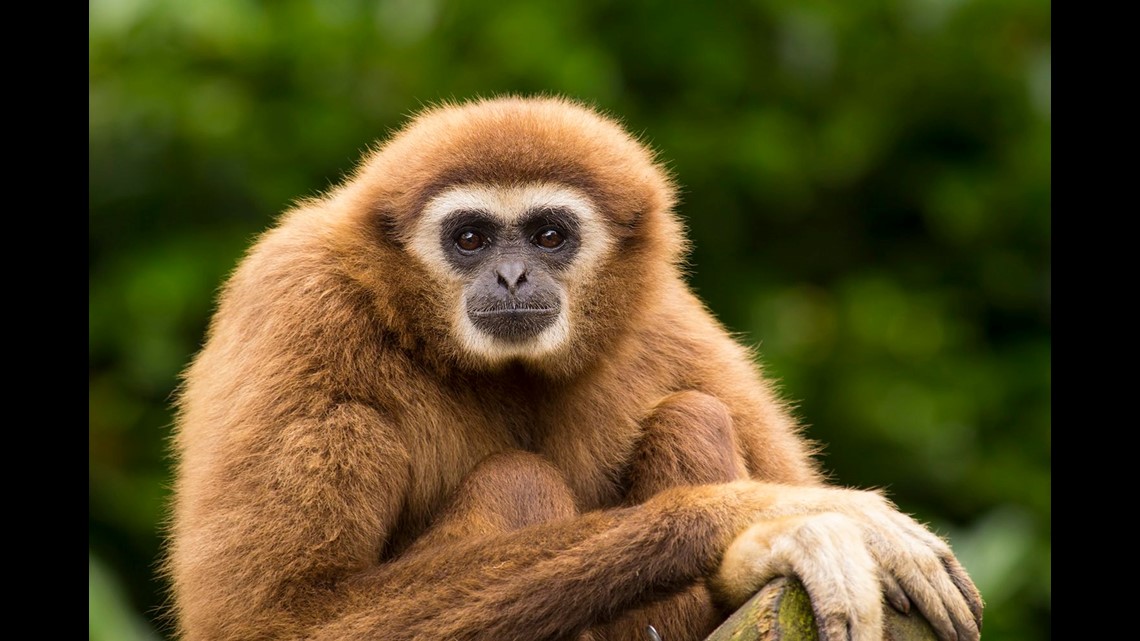 Extinct gibbon discovered in an ancient tomb. It might have been a pet
