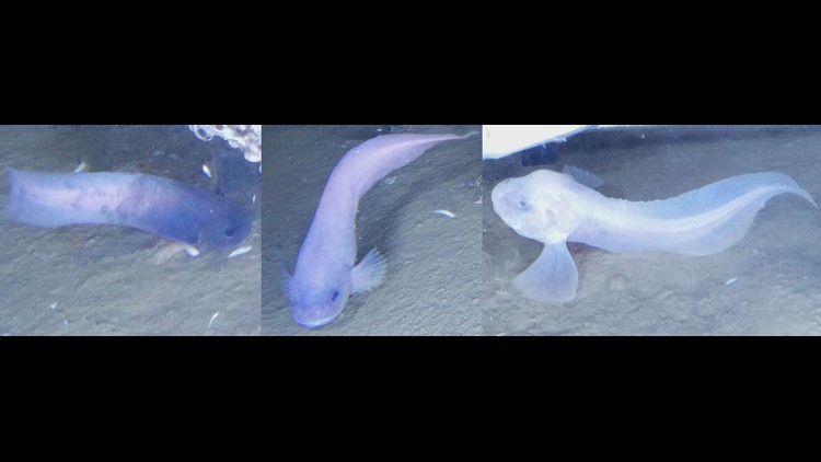 Newcastle University discover new species from the extreme depths of the Pacific