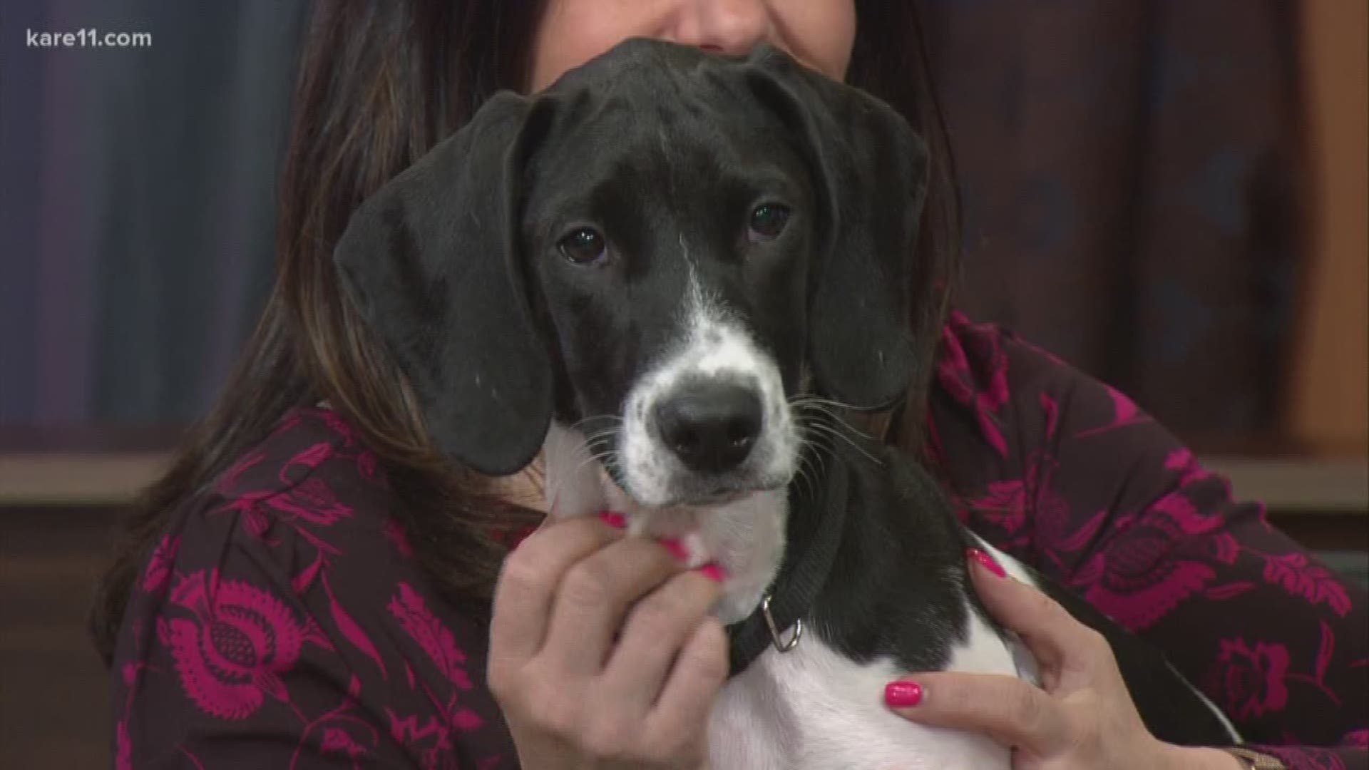 October is National Adopt A Shelter dog month. Rachel Mairose, the founder of Animal Rescue Second Hand Hounds joined us to talk about what you should know before ad