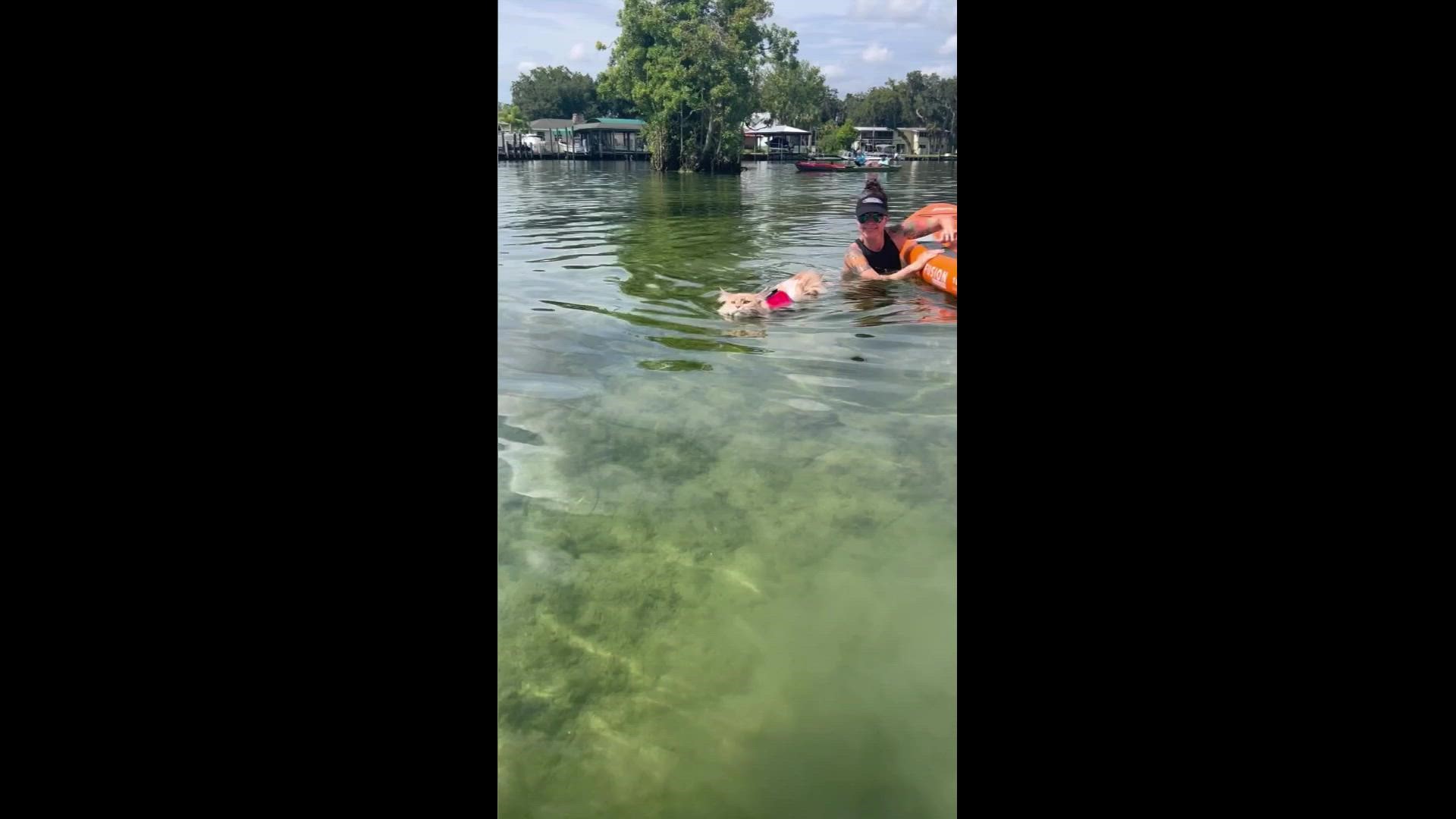 Who says cats can't swim! Meet two kitties living the best of their nine lives