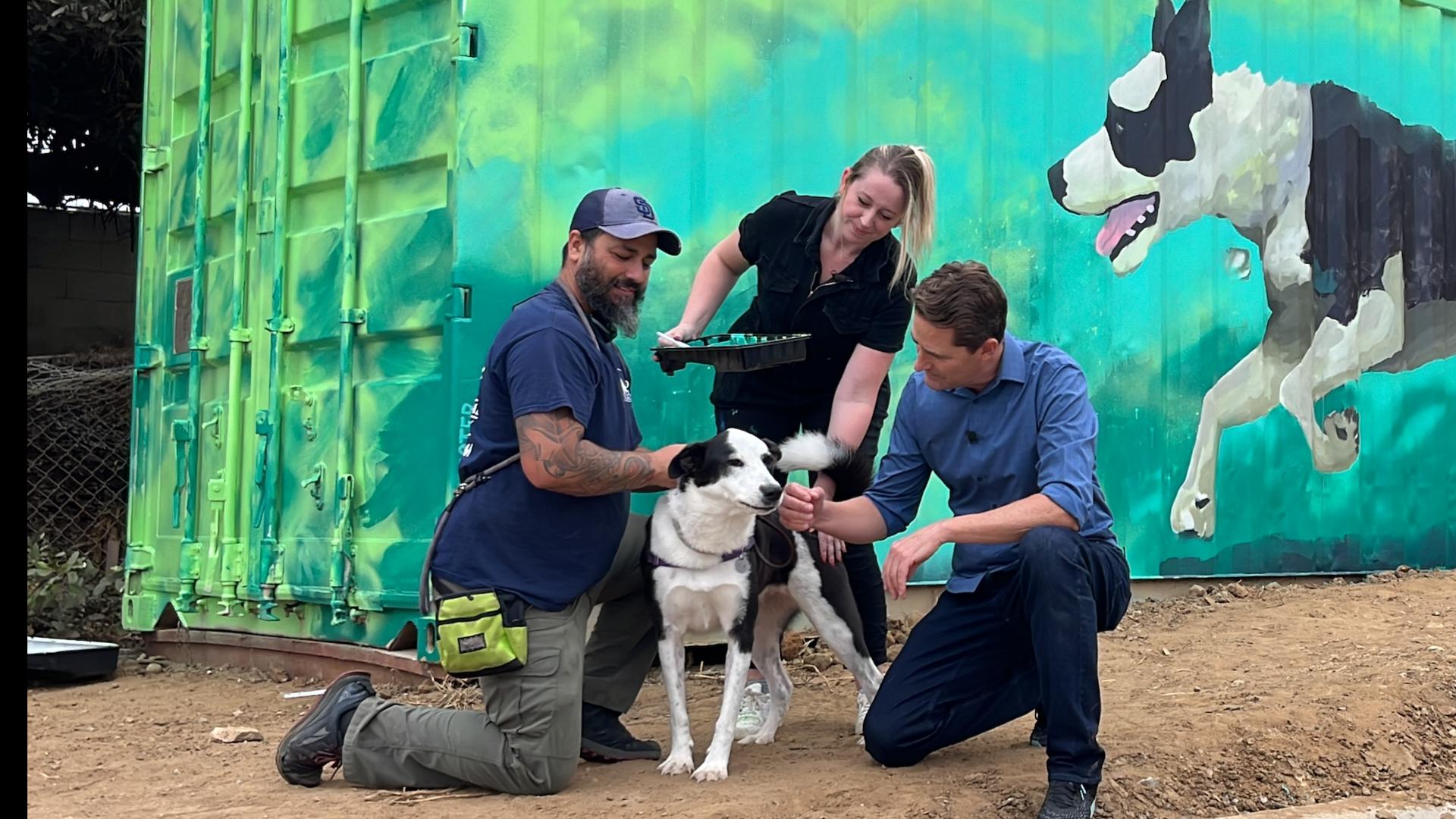 Rancho Coastal Humane Society pays tribute to longtime shelter dog 'Tipperary'.