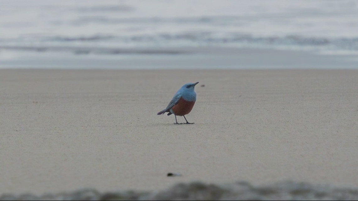 Rare blue rock thrush spotted at Oregon's Hug Point Falls ...