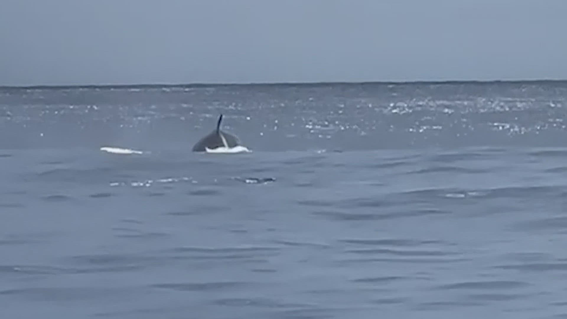 Rice's whales are one of the world's most endangered marine mammals and there are believed to be only about 50 to 100 in existence, according to experts.