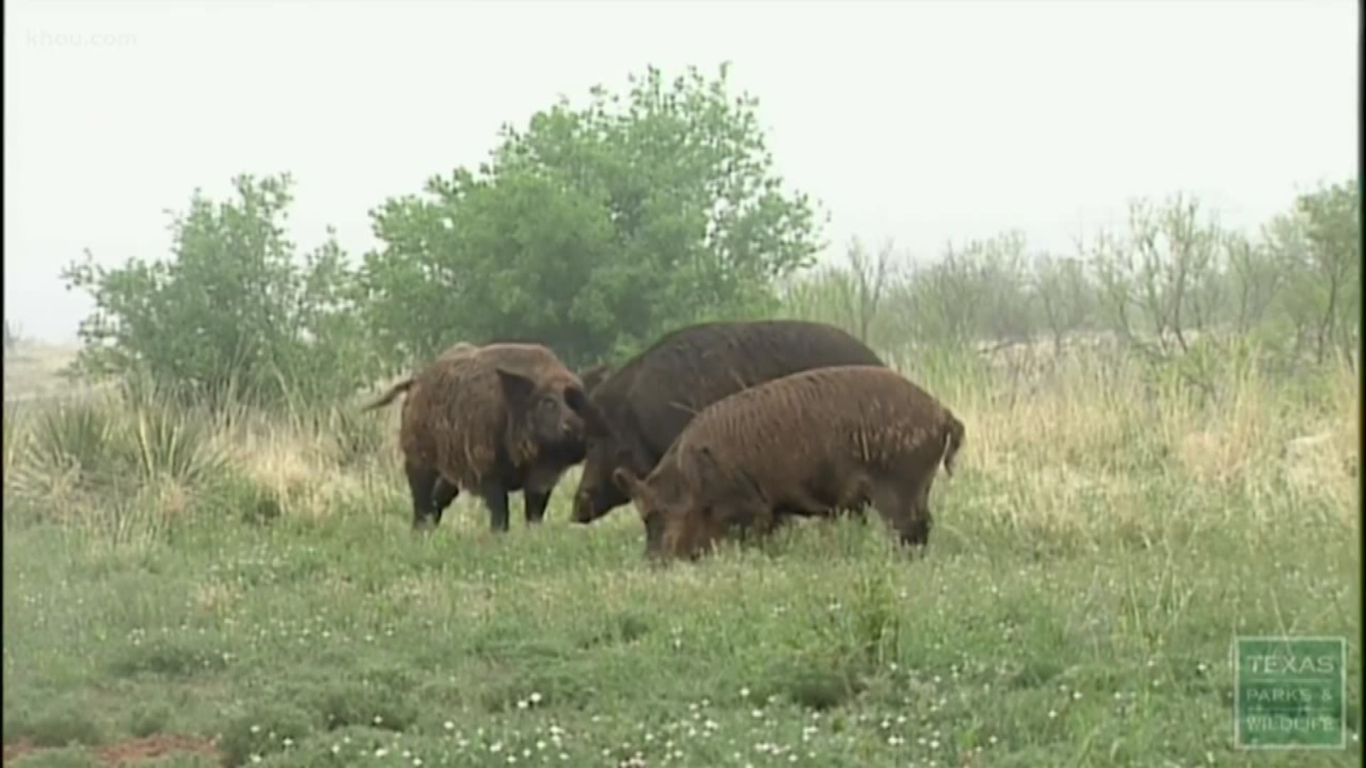 “The hog population is not going down. So, therefore, it is getting worse as time goes by.”