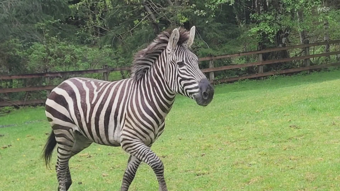 Zebra search near North Bend continues after sighting Tuesday ...