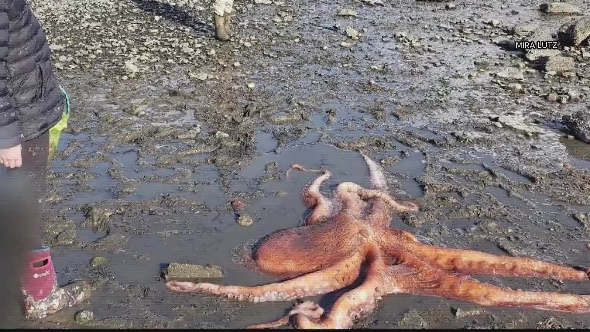 A little girl kept the octopus alive by pouring water on it with her sand bucket until officials arrived.