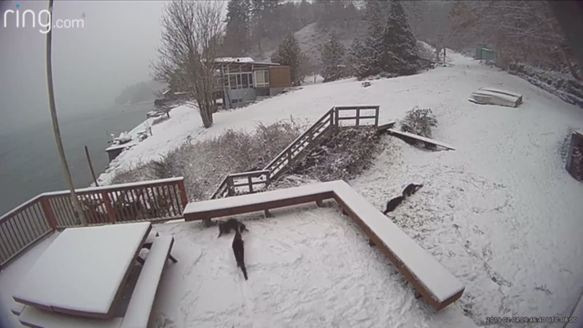 A doorbell camera caught these otters playing in the snow on Vashon Island! Thanks to Pam Brossard for sharing.