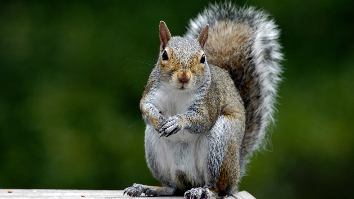 Squirrel gets into substation, knocks out power in Camden area