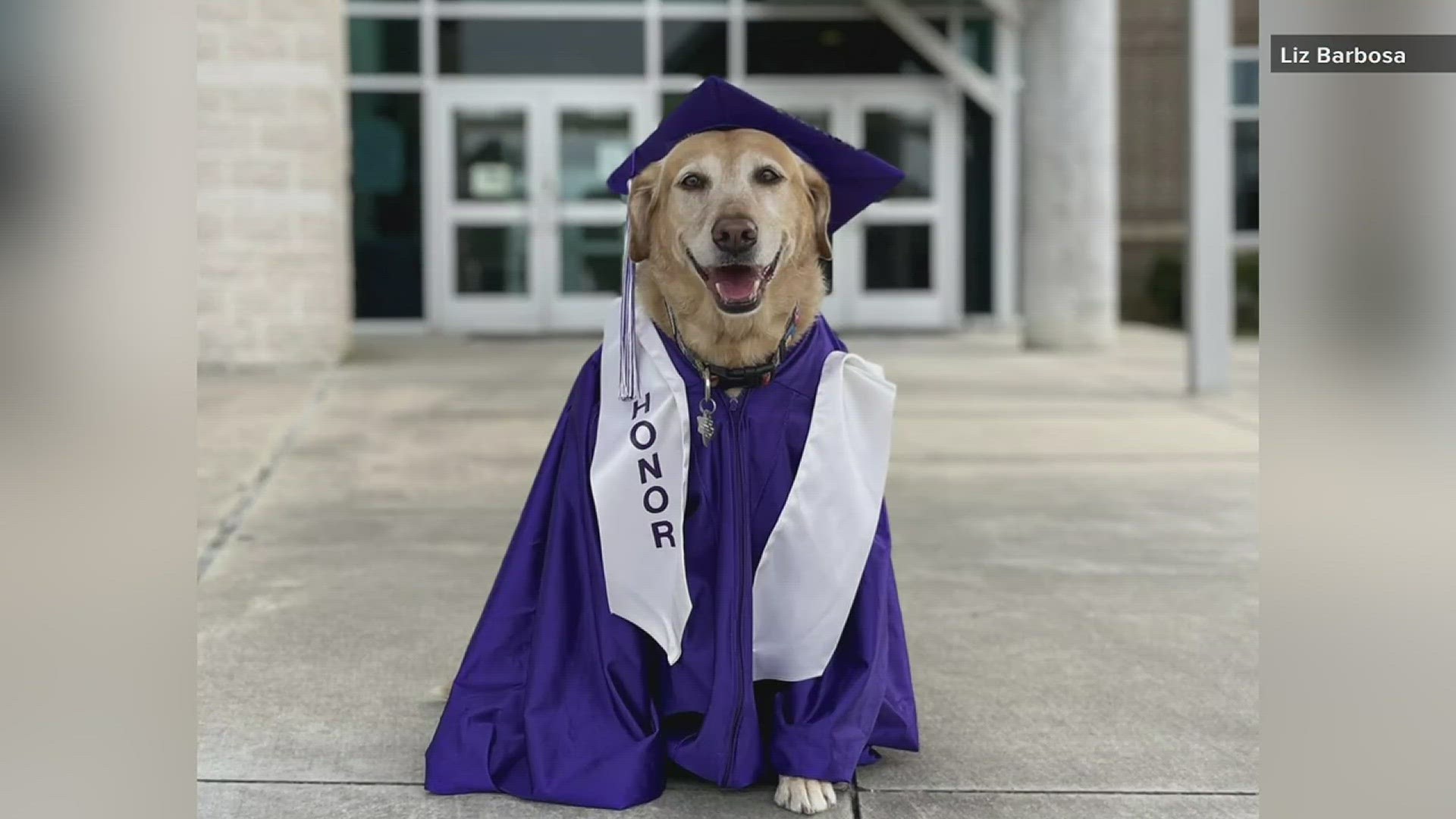 Service dog graduates from Groves Middle School with honors ...