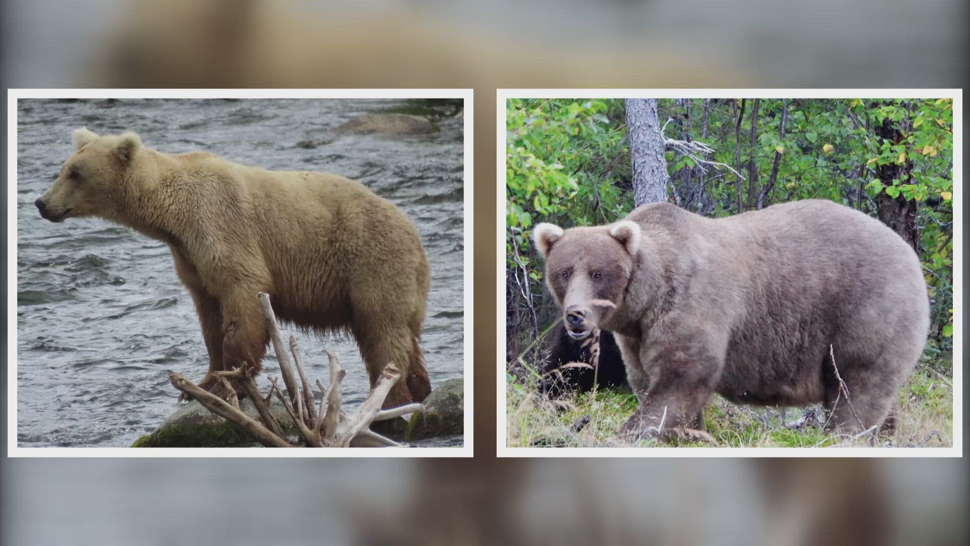 Grazer’s cub died after it slipped over the waterfall and was killed by Chunk, perhaps the most dominant brown bear on the river.