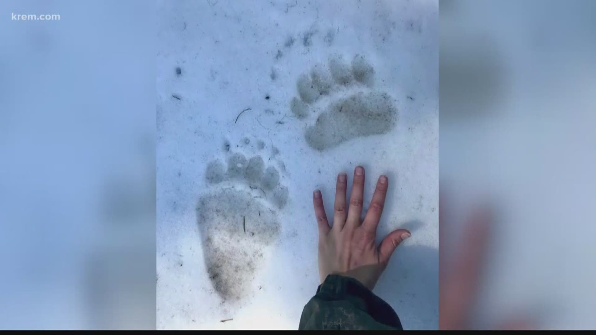 Idaho Department of Fish and Game officials knew the grizzly bear had been in North Idaho. It has a tracking collar on it.