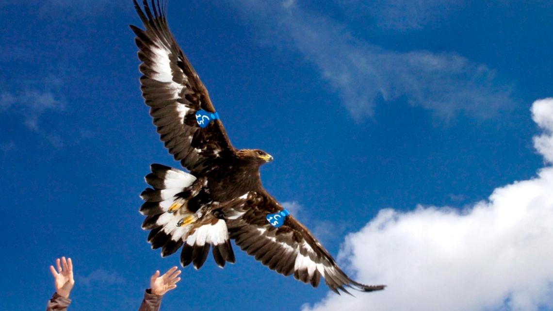 Man to plead guilty in 'killing spree' of eagles and other birds for feathers prized by tribes - Vimarsana News