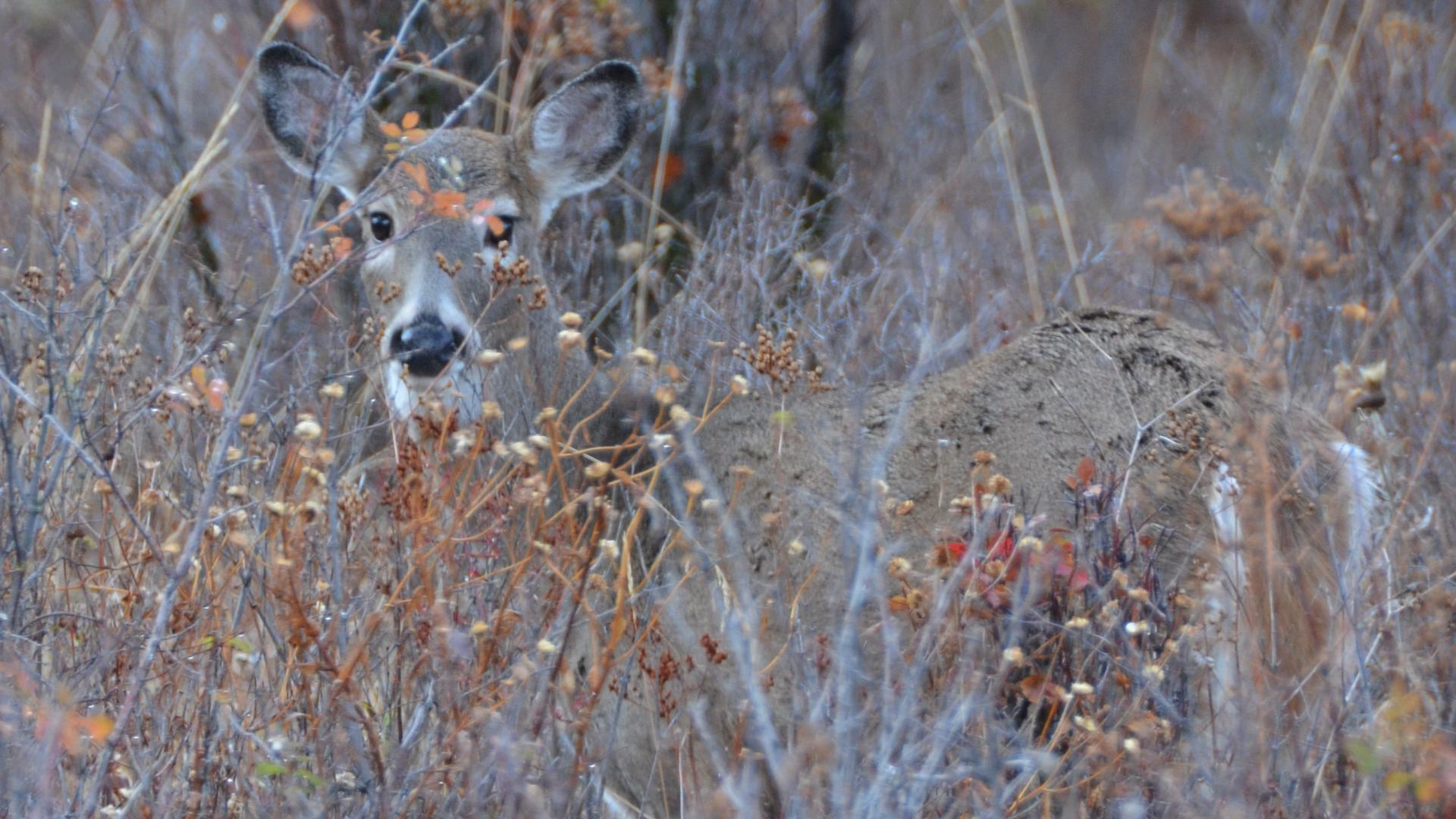 The two-day event ends Saturday night. Adults are encouraged to bring out junior hunters to introduce them to the sport.